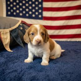 Jessie - Piebald female Dachshund puppy in Plant City, Florida from Oakley's Dachshund Ranch