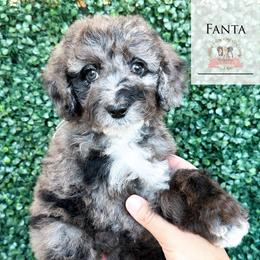 Fanta - Blue merle female Aussiedoodle puppy in Corydon, Indiana from Ridgeline Doodles