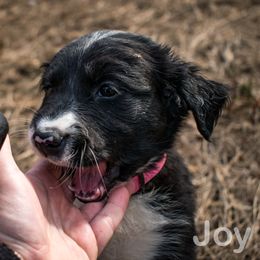 Border Collie, Golden Retriever, and Sporty Mix Puppies from Turbo Border Collies & Coltrievers