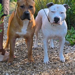 American Staffordshire Terrier All Grown Up from Woodshire AST Kennel