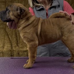 Pink - Red fawn female Chinese Shar-Pei puppy in Oakwood, Ohio from CarPeiDiem Chinese Shar-Pei