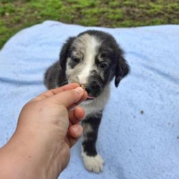 Carbon - male Sporty Mix puppy in Menasha, Wisconsin from Kreger's K9s
