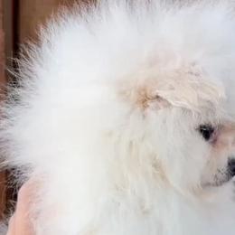 Pomeranian Puppies from Bluebonnet Pomeranians