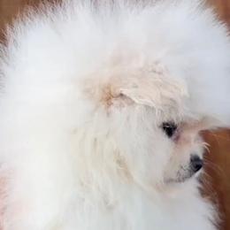 Pomeranian Puppies from Bluebonnet Pomeranians