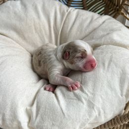 St.Nicholas - Red merle male Australian Shepherd puppy in Grants Pass, Oregon from Carmel Mountain Aussies