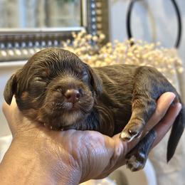 Green Collar - Brown white and tan male Cockapoo puppy in Palm Beach County, Florida from Benji’s Cockapoos