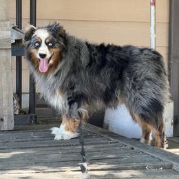 TORCH - Australian Shepherd
