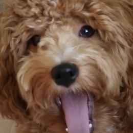 Cavalier King Charles Spaniels, Cavapoos, and Goldendoodles from By Design Doodles