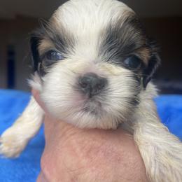Iris - Liver and white female Shih Tzu puppy in Troy, Michigan from "Shihtzu Best Friend"