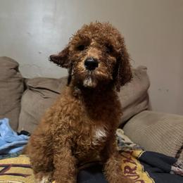 Rojo - Red male Irish Doodle puppy in Harrisburg, Arkansas from Ransone’s Ridge Runners Poodles and Doodles