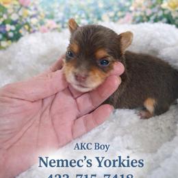 Boy 1 - Chocolate and tan male Yorkshire Terrier puppy in Delano, Tennessee from Nemec's Yorkies