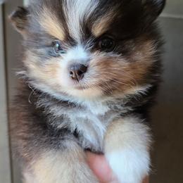 Riviera pup 3 girl 1 - Black and tan female Pomeranian puppy in Carrollton, Georgia from B AND R'S POMERANIAN'S