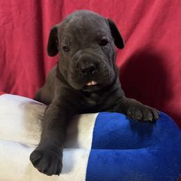 Slade - Gray male Cane Corso puppy in Centerville, Georgia from Kane Corso Kennels