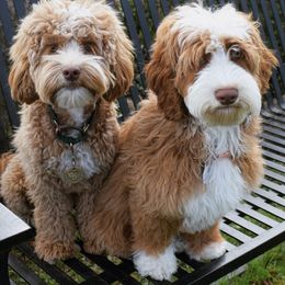 Australian Labradoodle, Bernedoodle, and Goldendoodle All Grown Up from Silver Creek Doodles