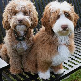 Australian Labradoodle, Bernedoodle, and Goldendoodle All Grown Up from Silver Creek Doodles
