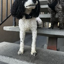 Poodle puppies from Poodle Parade
