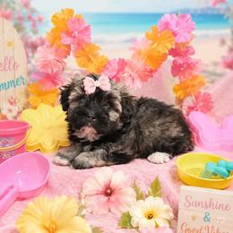 Havanese puppies from Locust Creek Shih Tzu & Havanese