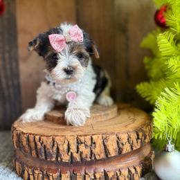 Mitzy - Parti female Yorkshire Terrier puppy in Howe, Oklahoma from Ray Holder