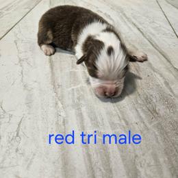 M1 - Red tri-color male Australian Shepherd puppy in Arbela, Missouri from County Line Aussies