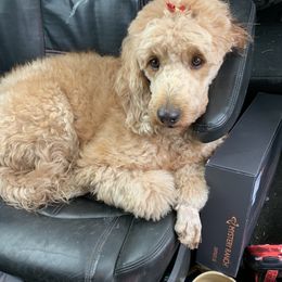 Bingo - Goldendoodle