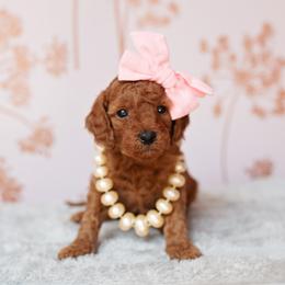 Kit - Red  female Goldendoodle puppy in Wake Forest, North Carolina from Dreamcoat Doodles