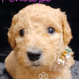 Goldendoodle and Poodle Puppies from Fisher River Doodle's