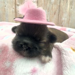 Girl 1 - Brindle female Shih Tzu puppy in Rhode Island from Sacred Light Shihtzu