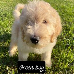 Goldendoodle Puppies from Toneytails Doodles
