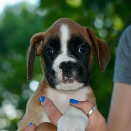 Dusk - Fawn female Boxer puppy in Forest City, Iowa from Mt Valley Boxers