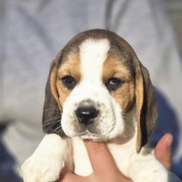 Girl 4 - Black tan and white female Beagle puppy in Napavine, Washington from StormyDaze Labradors & Beagles