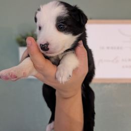 Lightning - Black and white female Border Collie puppy in Grapeview, Washington from Athena’s Collies