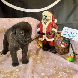 Brindle Male - Black brindle male Cane Corso puppy in Snellville, Georgia from A Really Good Kennel