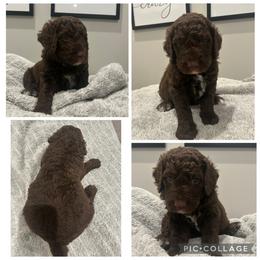 Chocolate Abstract Boy - Chocolate male Goldendoodle puppy in Lancaster, South Carolina from Silver Hill Farm SC
