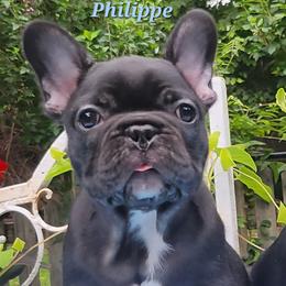 Boy 1 - male French Bulldog puppy in Newtown, Connecticut from Lakewinds Collies & Bulldogs (English & French)