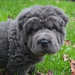 Weston - Blue male Chinese Shar-Pei puppy in Rome, Pennsylvania from Maynard Hills Chinese Sharpeis