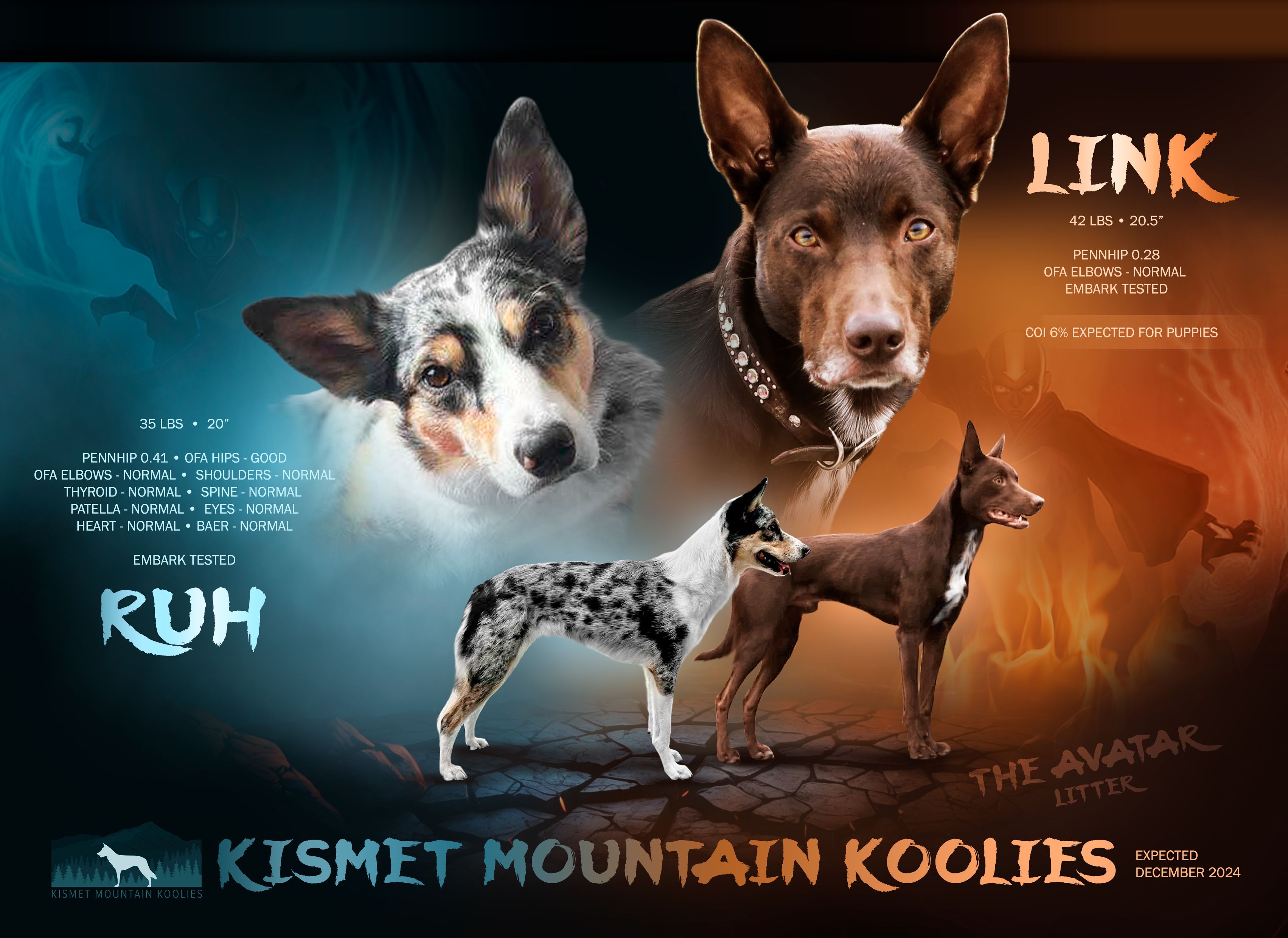 Ruh (Roo) - Australian Koolie