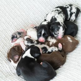Miniature American Shepherd puppies from EverSummer Minis