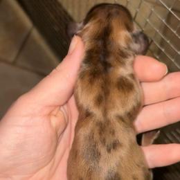 Girl 2 (Russian lines) - Dapple female Dachshund puppy in Goldthwaite, Texas from Mini Mama Dachshunds
