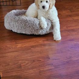 Goldendoodle Puppies from ENC Goldendoodles