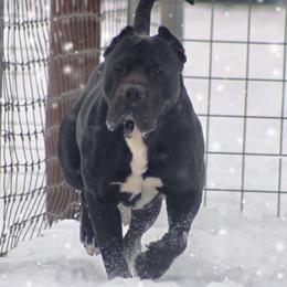 Pepe - Perro de Presa Canario