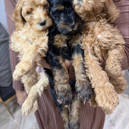 Goldendoodle puppies from Posh Paws Puppies