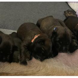 Belgian Malinois Puppies from BlueStone