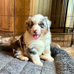Ross - Blue merle male Australian Shepherd puppy in Ephrata, Pennsylvania from Weavers Indian Run Aussies