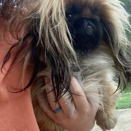 Mitzi - Fawn sable female Pekingese puppy in Clinton, Tennessee from Gracelands Pekingese