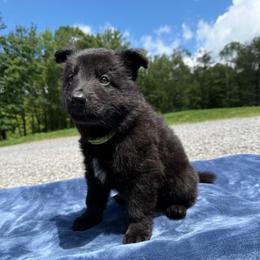 Lime - Black male German Shepherd puppy in Terra Alta, West Virginia from Shepherd Country Farm and Kennels