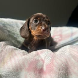 Kix - Chocolate and tan female Dachshund puppy in Temecula, California from Naomi Magee's Dachshund Kennel