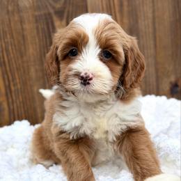 White - Caramel female Australian Labradoodle puppy in Auburn, Washington from West Valley Labradoodles