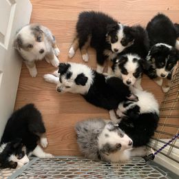 Australian Shepherds from Mullahy Aussies