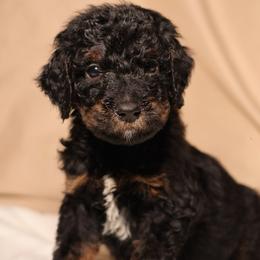 Atlas - Phantom male Goldendoodle puppy in Palmetto Bay, Florida from SOMIDOODLES