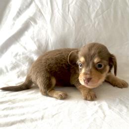 White - Dapple male Dachshund puppy in Silver Springs, Florida from DeMarsh's Dachshunds